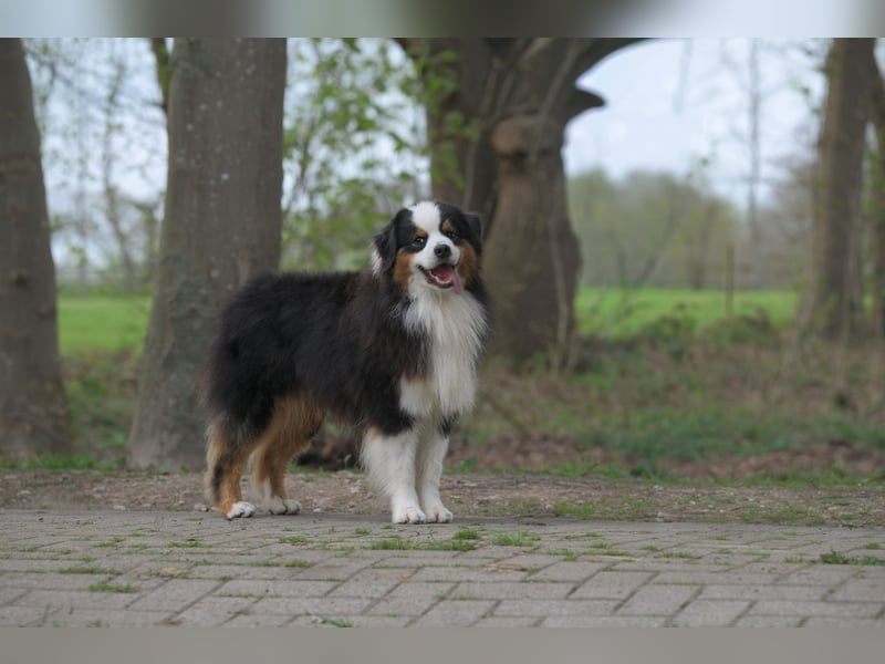 Miniature American Shepherd (Mini Aussie) Rüde – liebevoller Familienhund sucht Zuhause