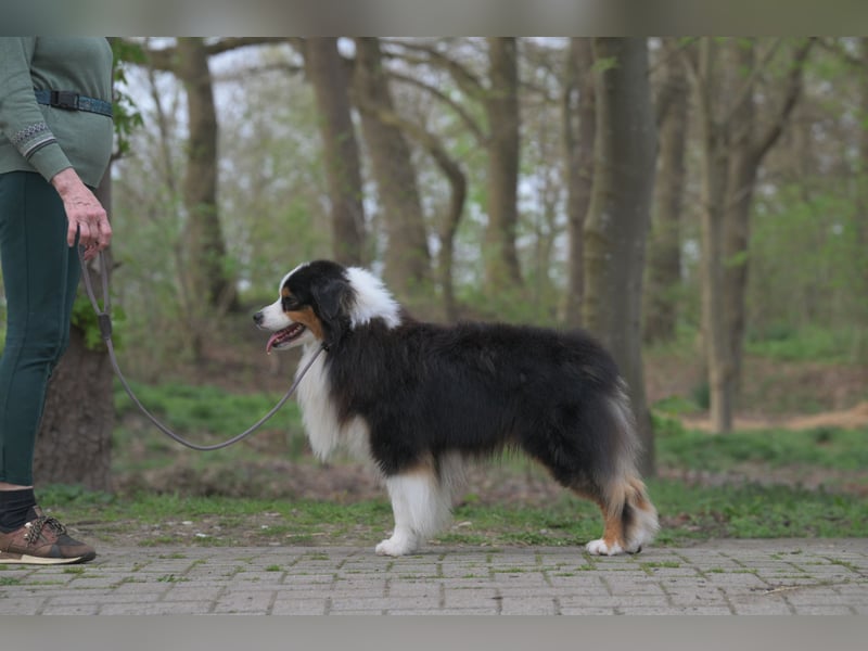 Miniature American Shepherd Rüde sucht liebevolles Zuhause