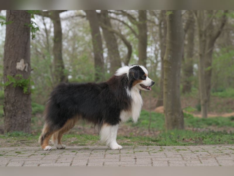 Miniature American Shepherd (Mini Aussie) Rüde – liebevoller Familienhund sucht Zuhause