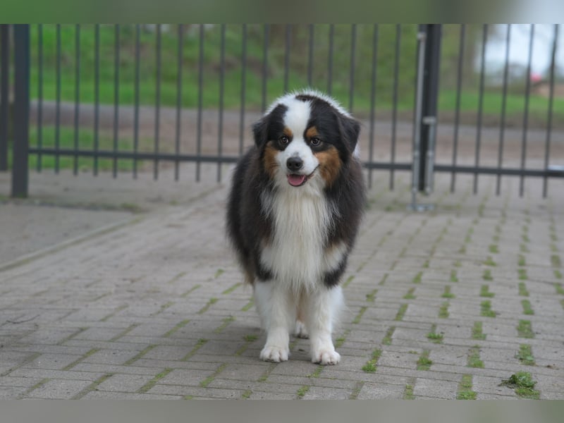 Miniature American Shepherd (Mini Aussie) Rüde – liebevoller Familienhund sucht Zuhause