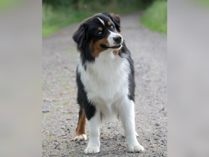 5 ⭐️ ⭐️ ⭐️ ⭐️ ⭐️ Zuhause für außergewöhnlichen Traumhund gesucht