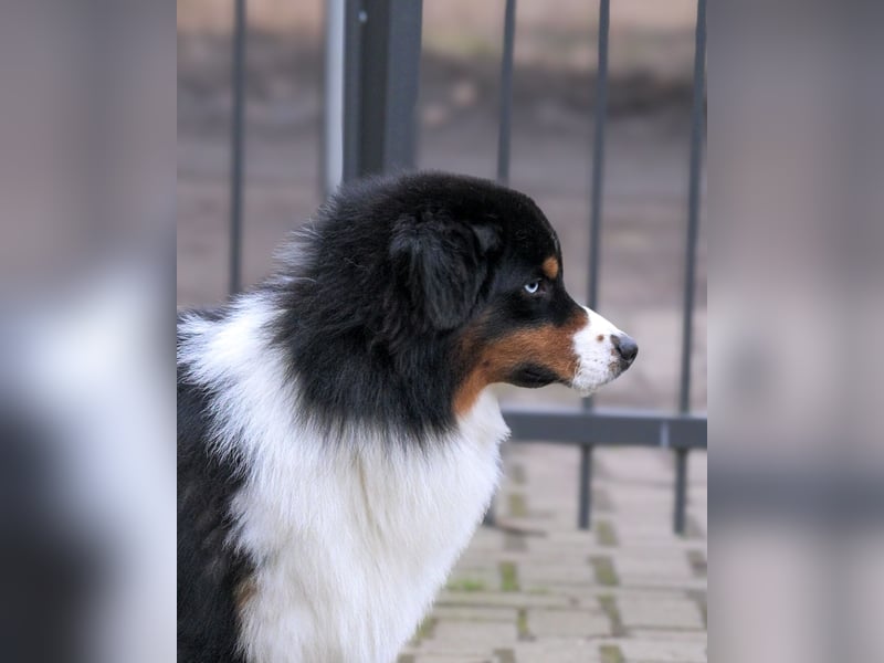 Miniature American Shepherd (Mini Aussie) Rüde – außergewöhnlicher Begleiter mit Charisma