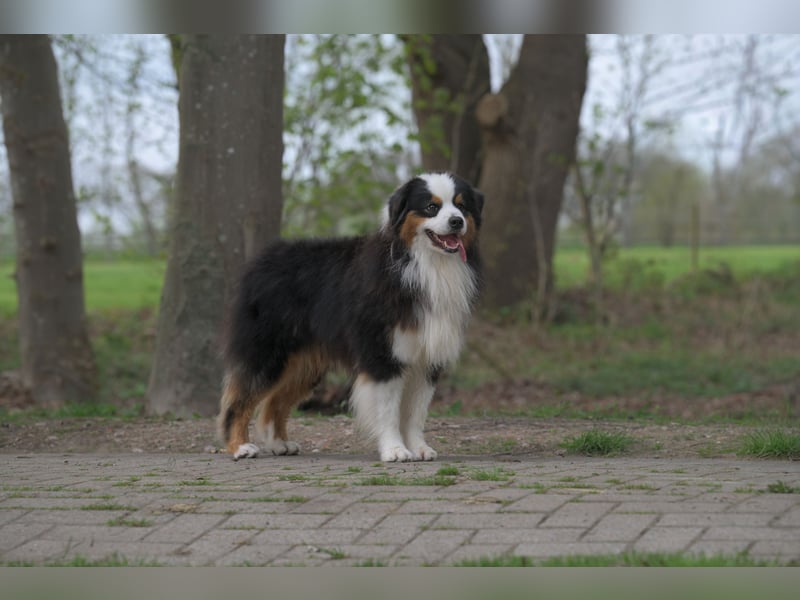 Miniature American Shepherd Rüde sucht liebevolles Zuhause