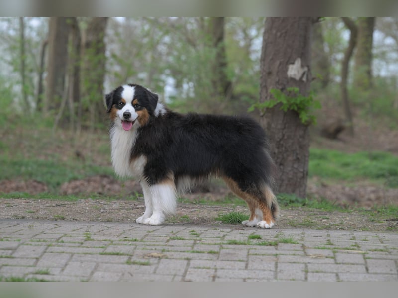 Miniature American Shepherd (Mini Aussie) Rüde – liebevoller Familienhund sucht Zuhause