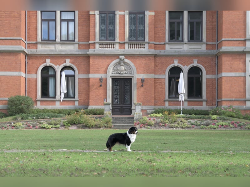 Miniature American Shepherd (Mini Aussie) Rüde – außergewöhnlicher Begleiter mit Charisma