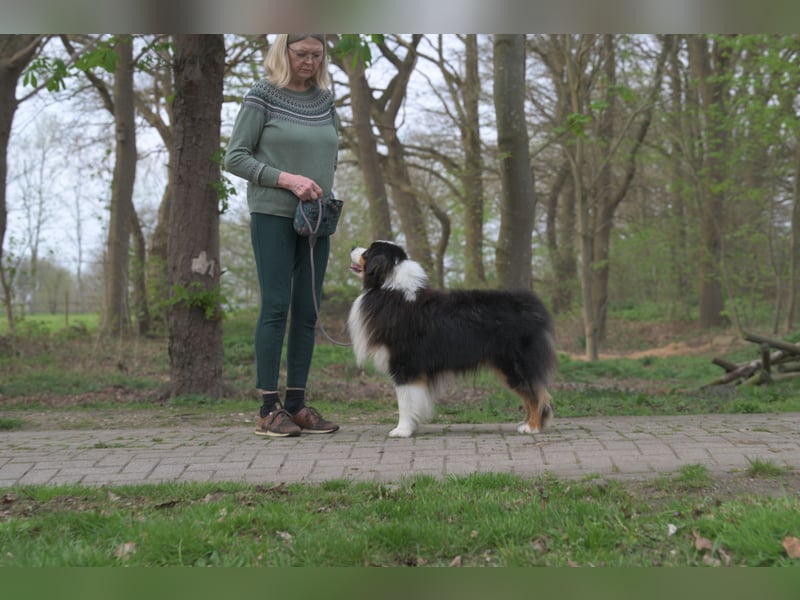 Miniature American Shepherd Rüde sucht liebevolles Zuhause