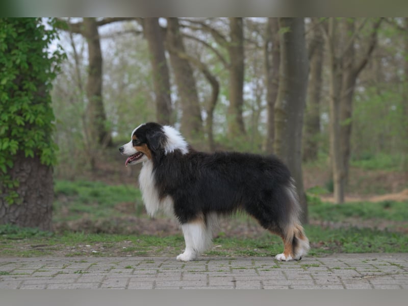Miniature American Shepherd (Mini Aussie) Rüde – liebevoller Familienhund sucht Zuhause