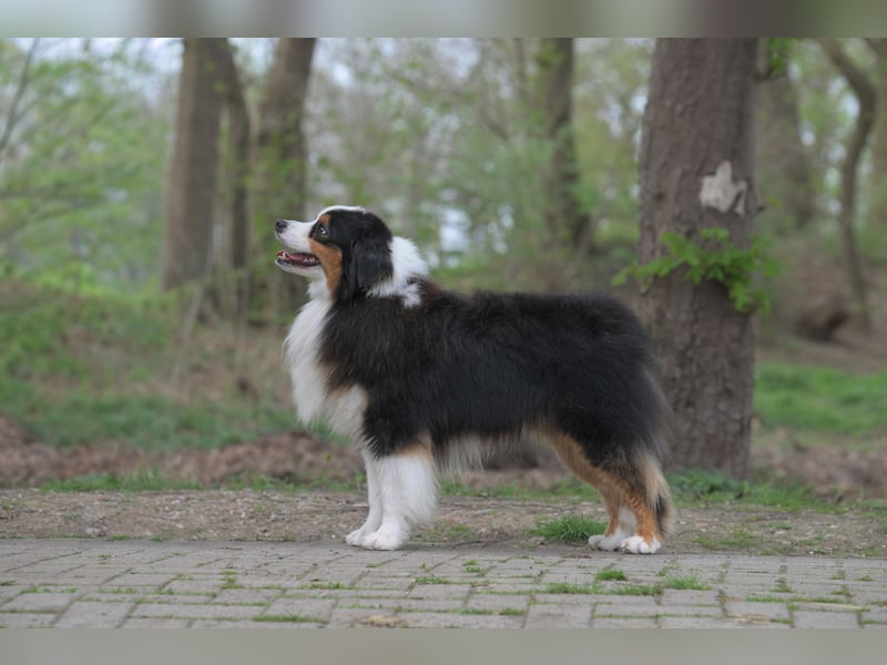 Miniature American Shepherd (Mini Aussie) Rüde – liebevoller Familienhund sucht Zuhause