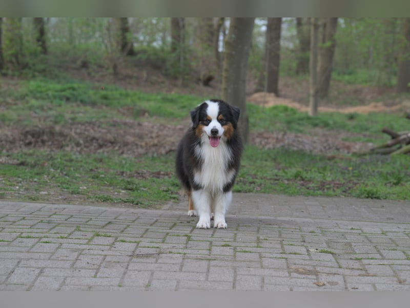 Miniature American Shepherd (Mini Aussie) Rüde – liebevoller Familienhund sucht Zuhause