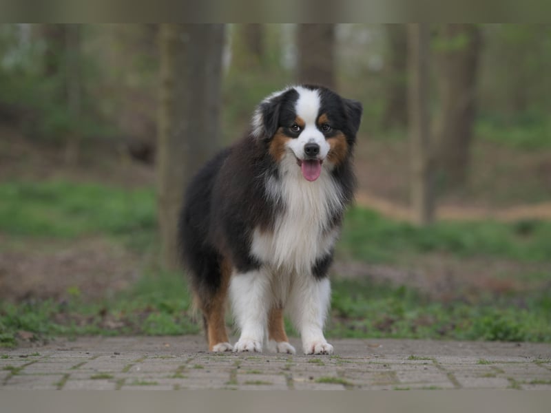 Miniature American Shepherd (Mini Aussie) Rüde – liebevoller Familienhund sucht Zuhause