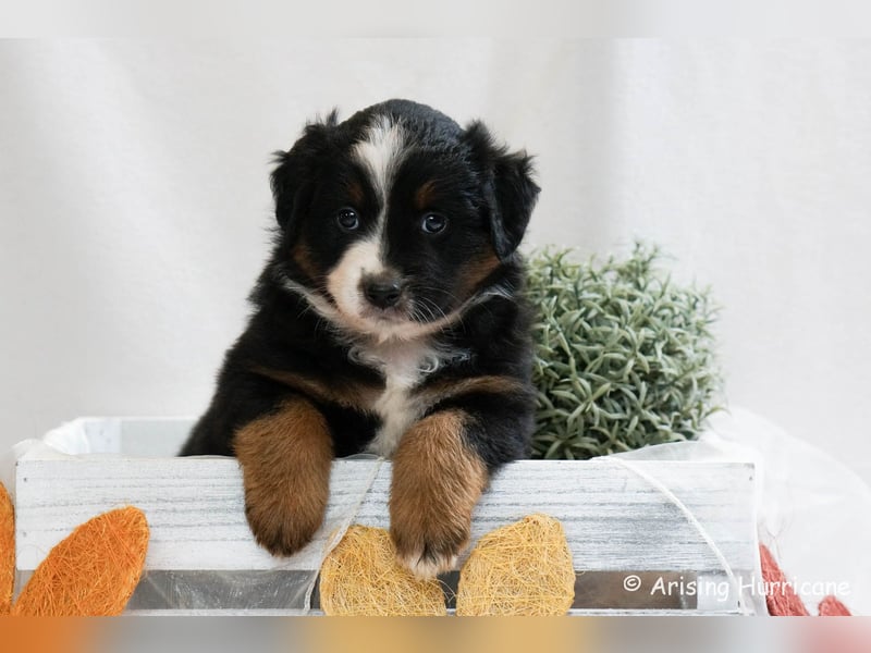 1 Hündin sucht noch ein tolles Zuhause