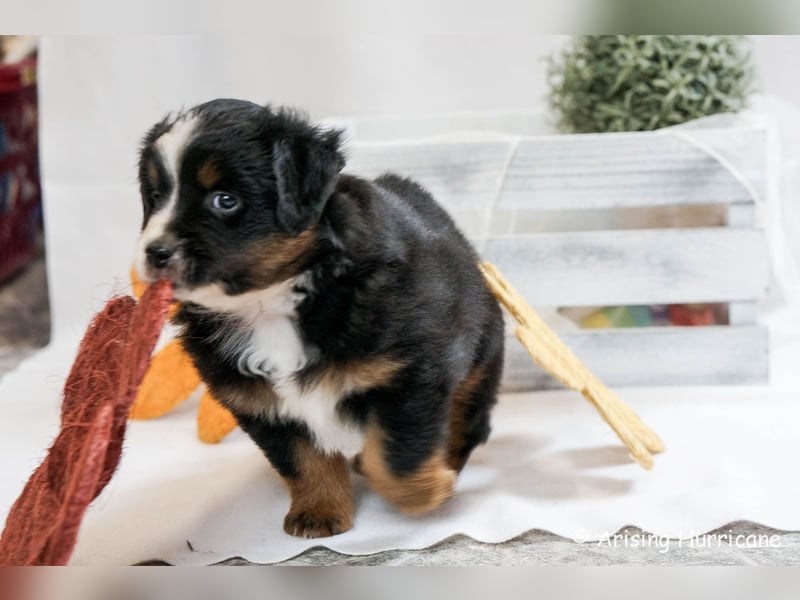 1 Hündin sucht noch ein tolles Zuhause