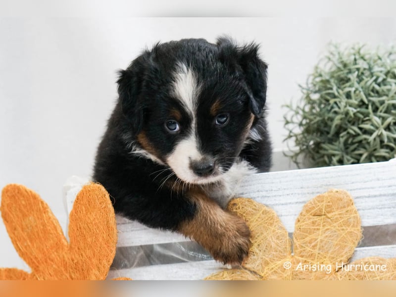 1 Hündin sucht noch ein tolles Zuhause