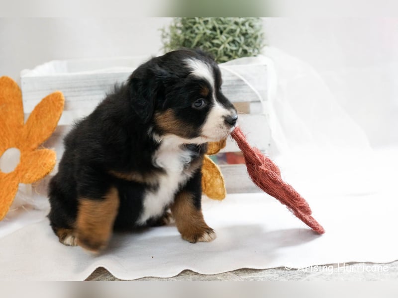 1 Hündin sucht noch ein tolles Zuhause