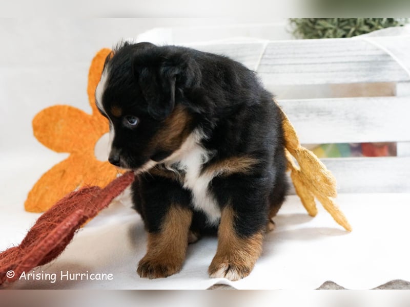 1 Hündin sucht noch ein tolles Zuhause