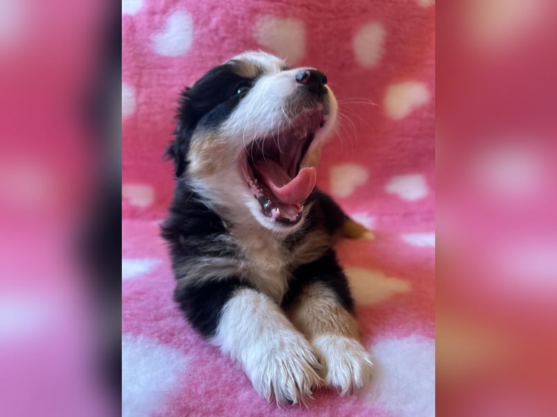 Australian Shepherd mini