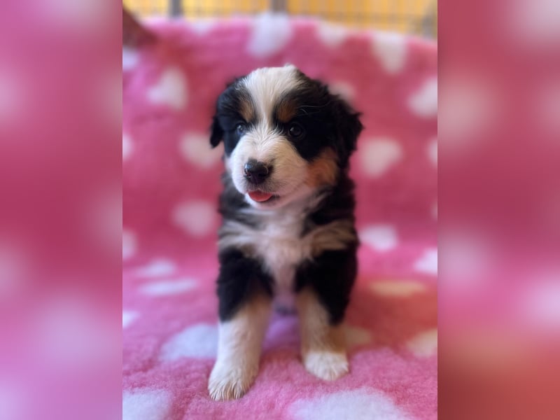 Australian Shepherd mini