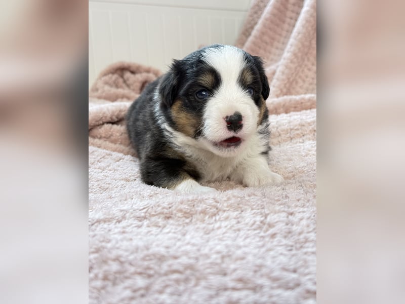 Miniatur-Amerikanischer Schäferhund