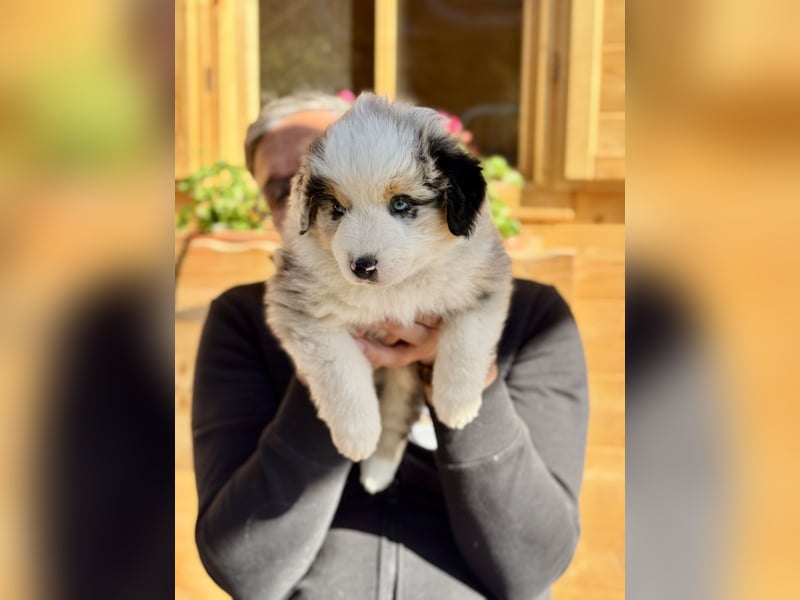 Miniatur-Amerikanischer Schäferhund