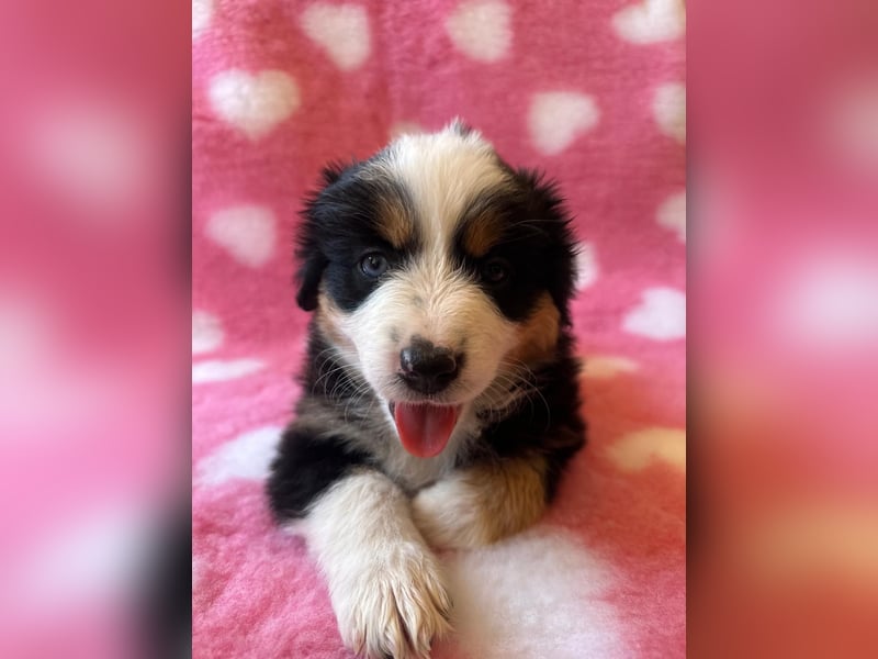 Australian Shepherd mini