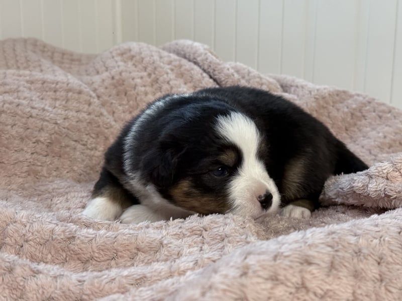 Miniatur-Amerikanischer Schäferhund
