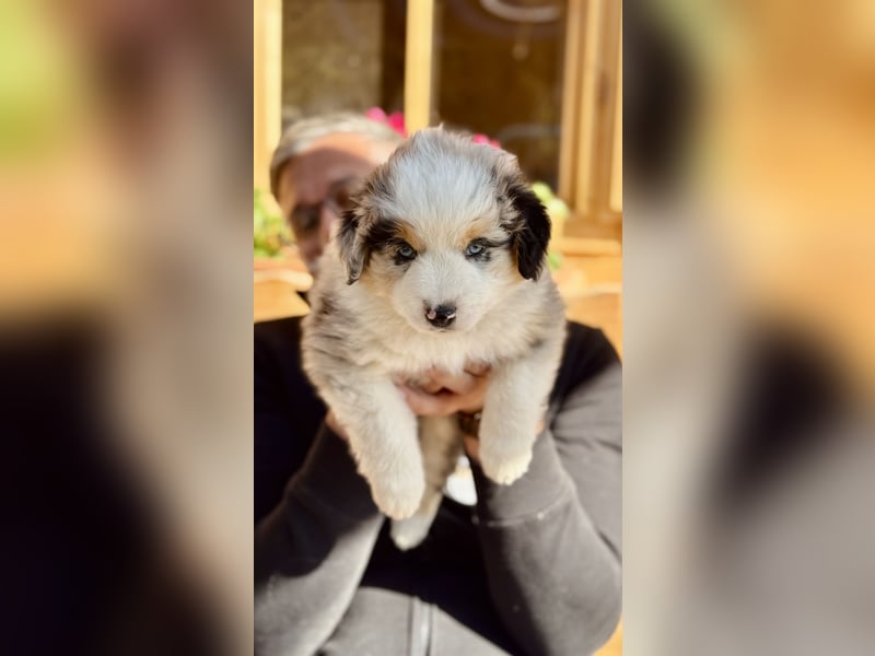 Miniatur-Amerikanischer Schäferhund