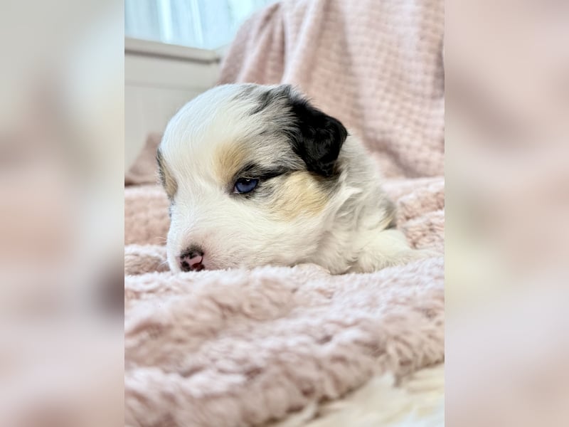 Miniatur-Amerikanischer Schäferhund
