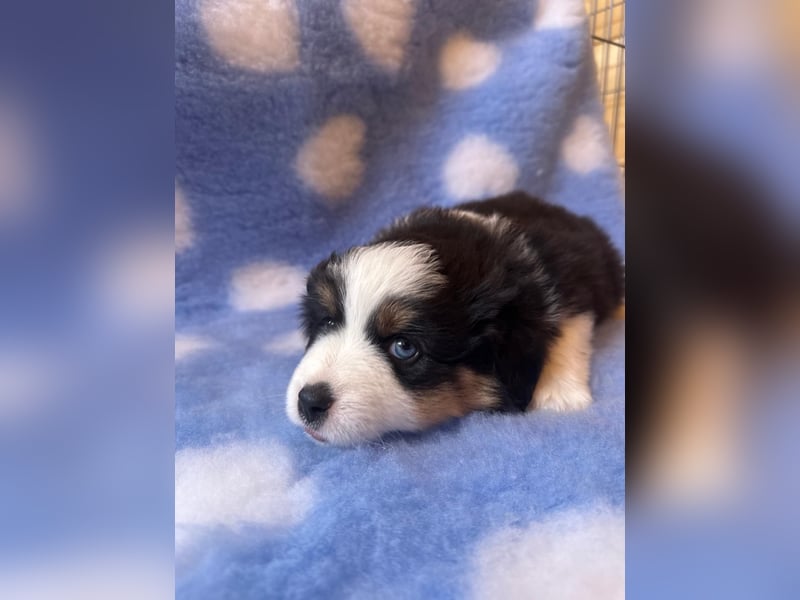 Miniatur-Amerikanischer Schäferhund