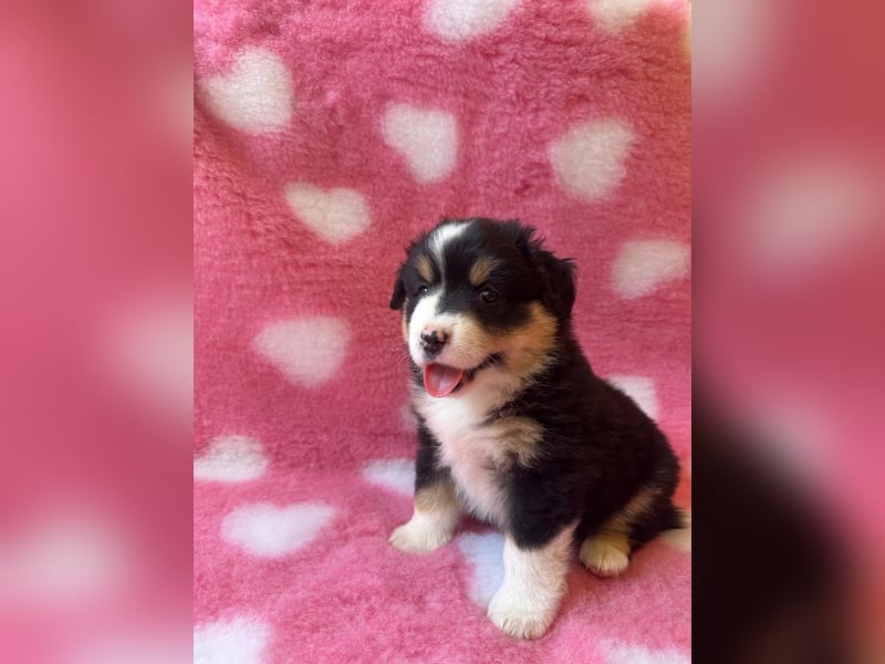 Miniatur-Amerikanischer Schäferhund