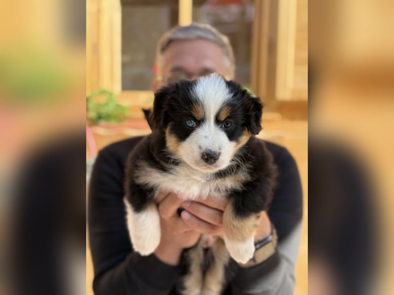 Australian Shepherd mini