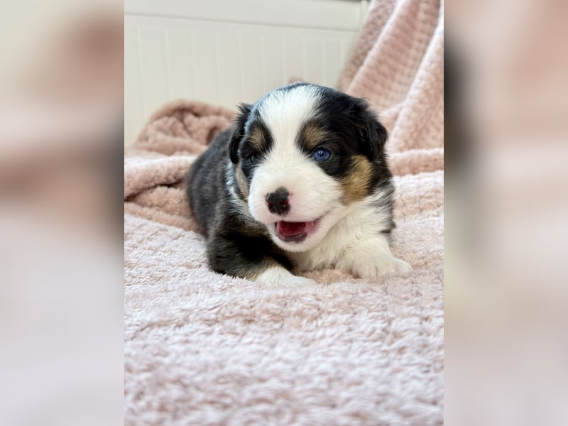 Miniatur-Amerikanischer Schäferhund