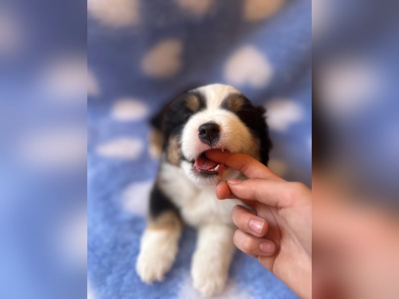 Miniatur-Amerikanischer Schäferhund