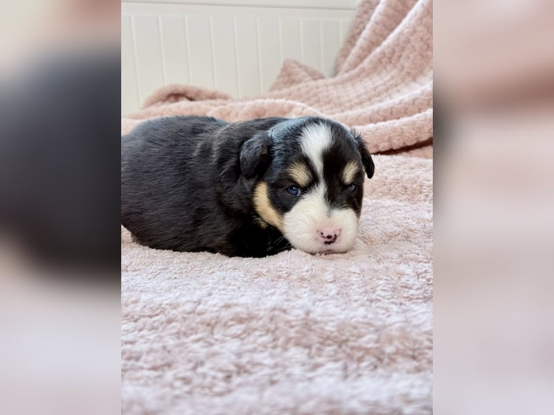 Miniatur-Amerikanischer Schäferhund