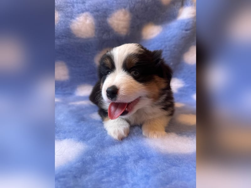 Miniatur-Amerikanischer Schäferhund