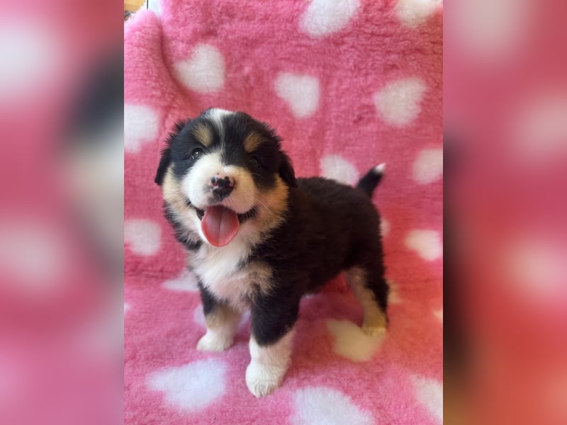 Miniatur-Amerikanischer Schäferhund