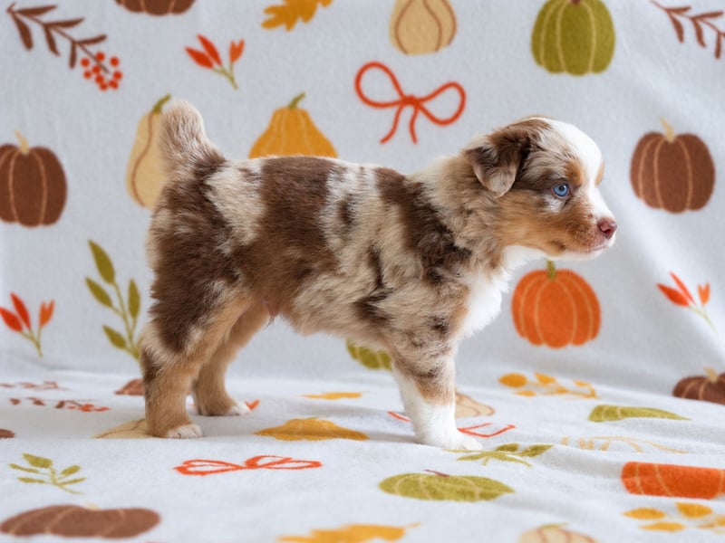 Red Merle Rüde mit NBT – Miniature American Shepherd