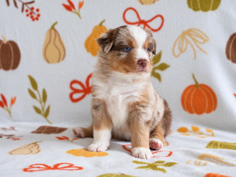 Red Merle Rüde mit NBT – Miniature American Shepherd