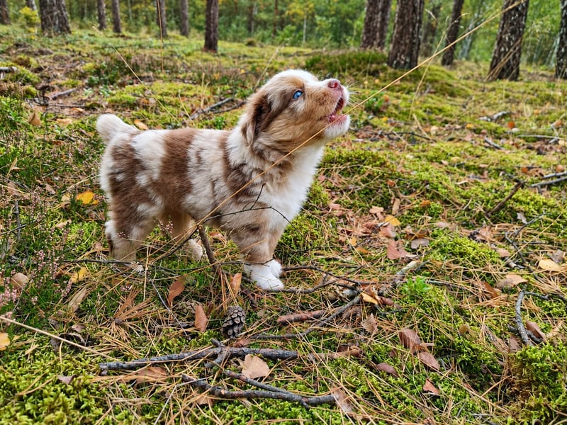 Red Merle Rüde mit NBT – Miniature American Shepherd