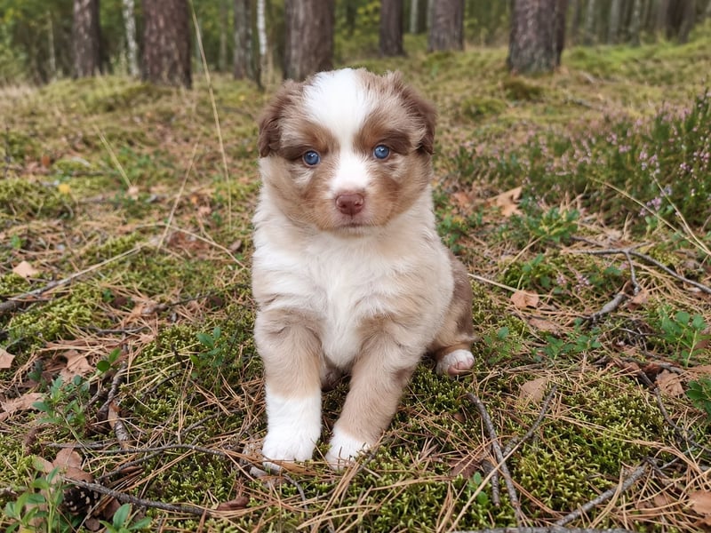 Red Merle Rüde mit NBT – Miniature American Shepherd