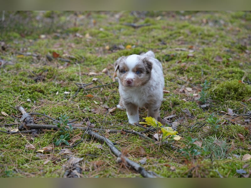 Red Merle Rüde mit NBT – Miniature American Shepherd