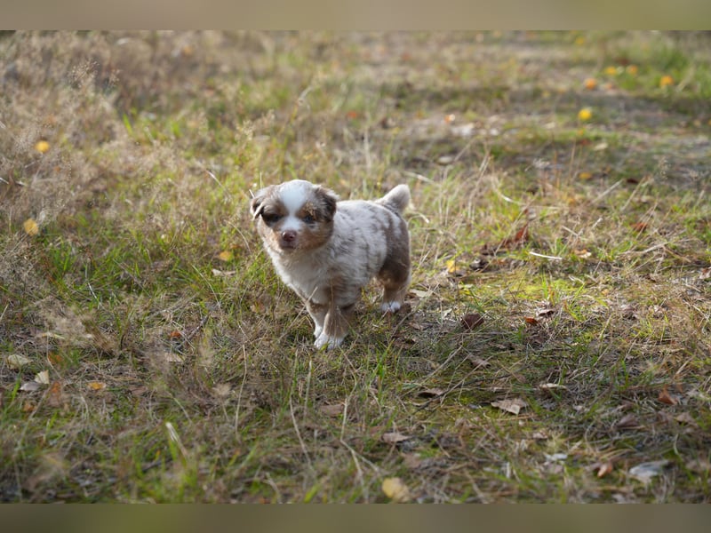 Red Merle Rüde mit NBT – Miniature American Shepherd