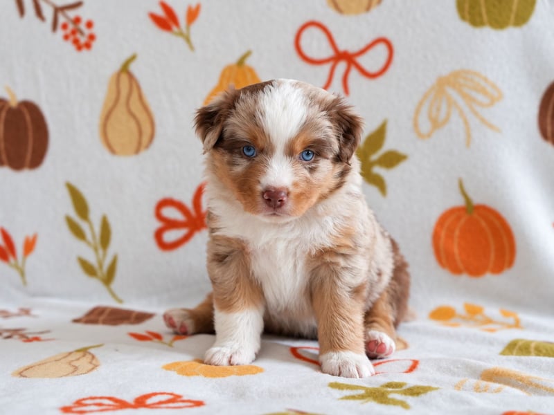 Red Merle Rüde mit NBT – Miniature American Shepherd