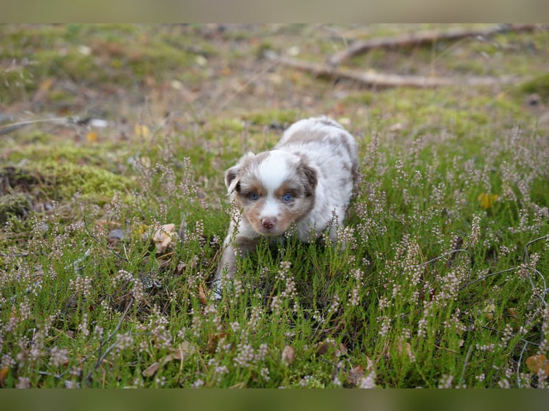 Red Merle Rüde mit NBT – Miniature American Shepherd