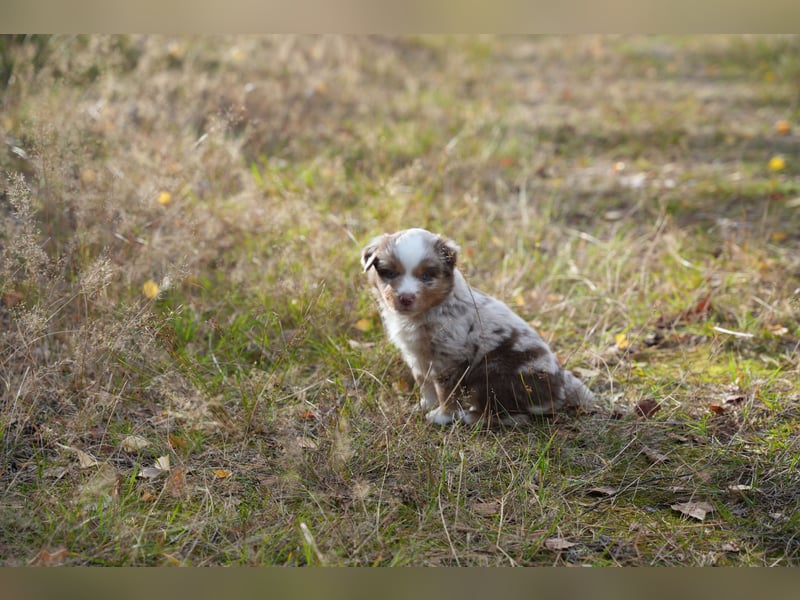Red Merle Rüde mit NBT – Miniature American Shepherd