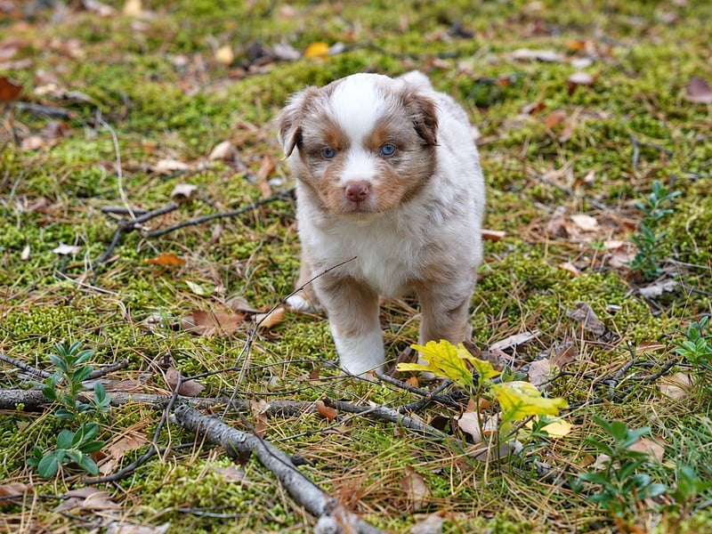 Red Merle Rüde mit NBT – Miniature American Shepherd