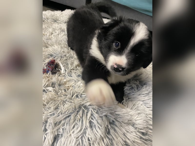 Mini Aussie - Miniature American Shepherd