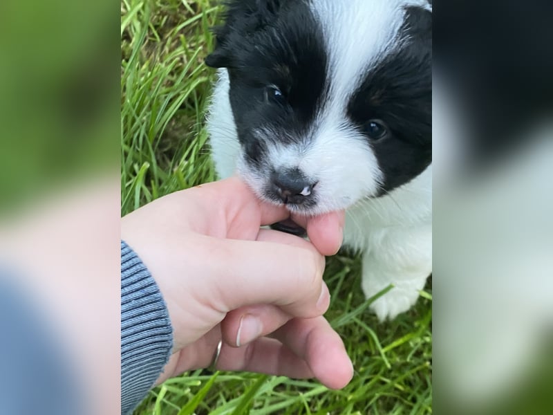 Mini Aussie - Miniature American Shepherd