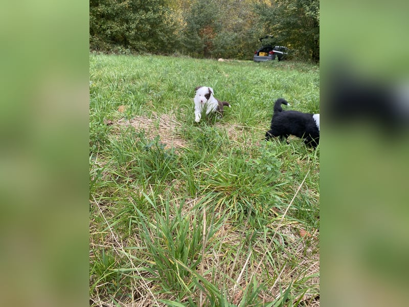 Mini Aussie - Miniature American Shepherd