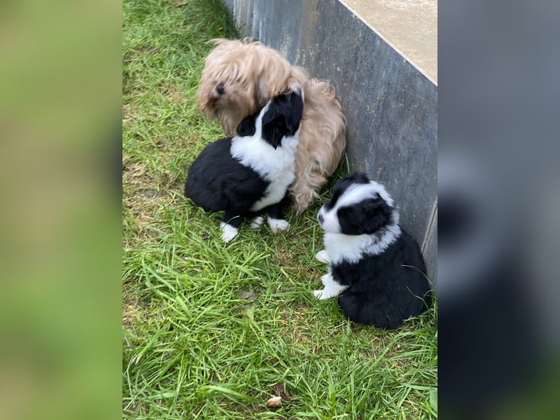 Mini Aussie - Miniature American Shepherd