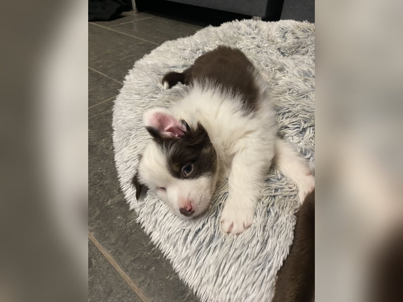 Mini Aussie - Miniature American Shepherd